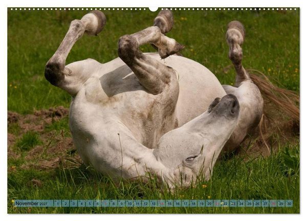 Produktbild: Lustiger Schimmel - ein Pferd mit Humor (hochwertiger Premium Wandkalender 2027 DIN A2 quer), Kunstdruck in Hochglanz