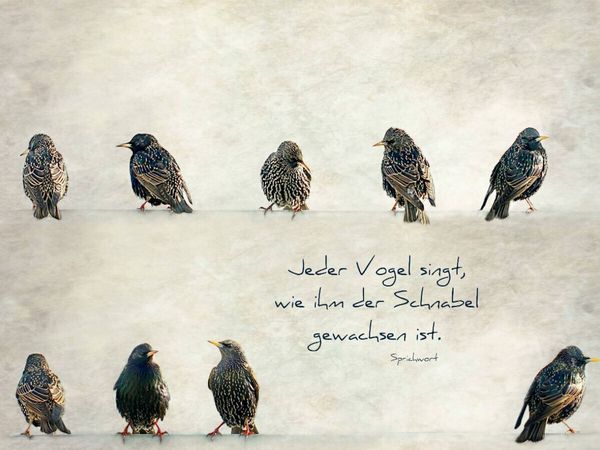 Produktbild: CALVENDO Puzzle Jeder Vogel singt, wie ihm der Schnabel gewachsen ist | 1000 Teile Lege-Gr&ouml;&szlig;e 64x48cm Foto-Puzzle f&uuml;r gl&uuml;ckliche Stunden