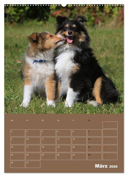 Produktbild: SHELTIES Herzensbrecher auf 4 Pfoten (Wandkalender 2026 DIN A2 hoch), CALVENDO Monatskalender