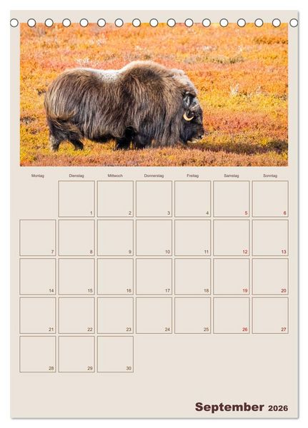 Produktbild: Moschusochsen - Norwegens gem&uuml;tliche Riesen (Tischkalender 2026 DIN A5 hoch), CALVENDO Monatskalender
