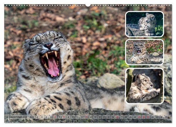 Produktbild: Raubkatzen - gro&szlig; & klein (Wandkalender 2026 DIN A2 quer), CALVENDO Monatskalender
