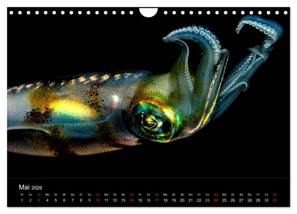 Produktbild: Faszination Makro Unterwasser (Wandkalender 2026 DIN A4 quer), CALVENDO Monatskalender