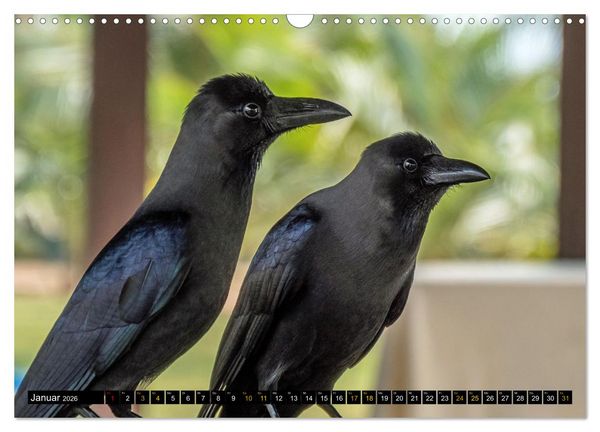 Produktbild: V&ouml;gel im Fokus - Ausdrucksstarke Vielfalt in der Vogelwelt (Wandkalender 2026 DIN A3 quer), CALVENDO Monatskalender