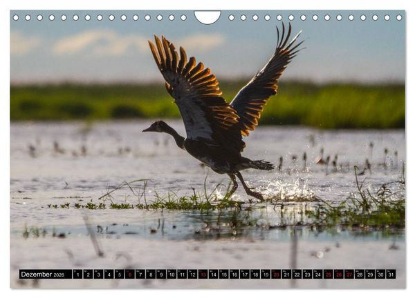 Produktbild: Afrikas wilde Tiere (Wandkalender 2026 DIN A4 quer), CALVENDO Monatskalender