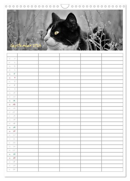 Produktbild: Miezekatzen Planungskalender (Wandkalender 2026 DIN A3 hoch), CALVENDO Monatskalender