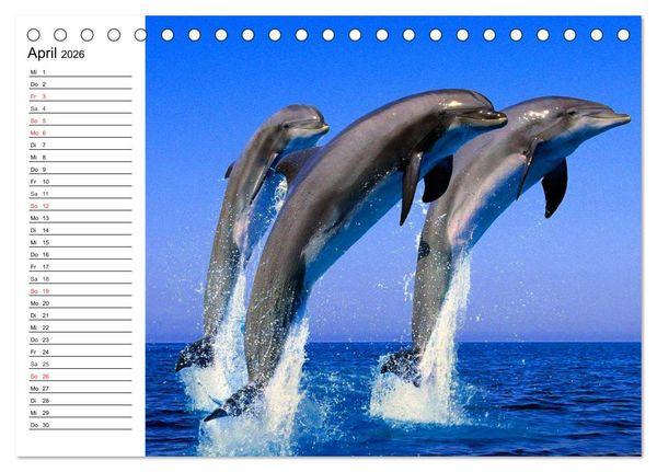 Produktbild: Delfine - L&auml;chelnde Intelligenz (Tischkalender 2026 DIN A5 quer), CALVENDO Monatskalender