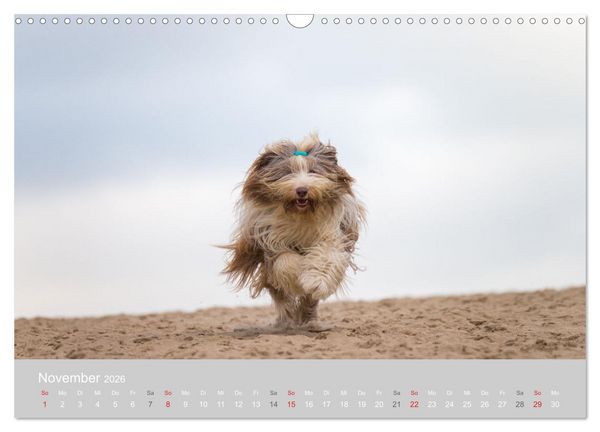 Produktbild: BEARDED COLLIES 2026 (Wandkalender 2026 DIN A3 quer), CALVENDO Monatskalender