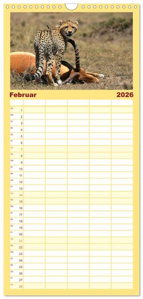 Produktbild: Familienplaner 2026 - Geparden - Begegnungen in Afrika mit 5 Spalten (Wandkalender, 21 x 45 cm) CALVENDO