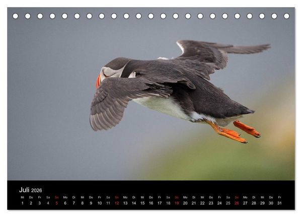 Produktbild: Papageientaucher 2026 (Tischkalender 2026 DIN A5 quer), CALVENDO Monatskalender