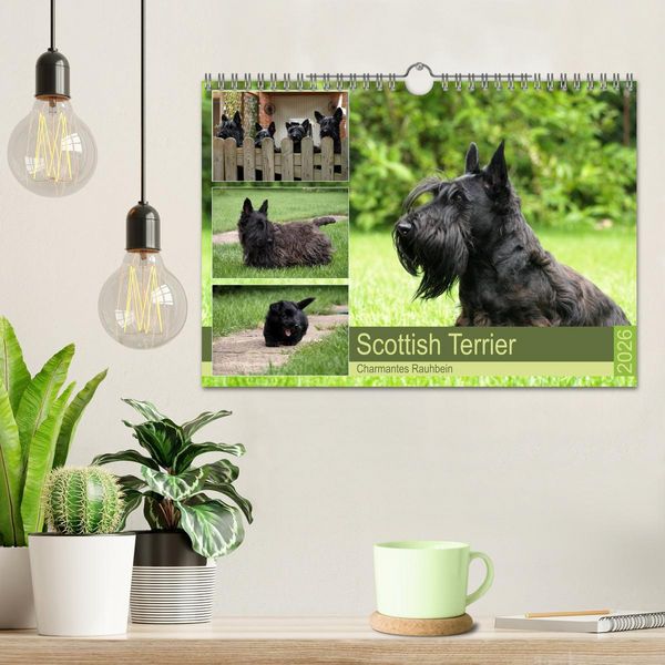 Produktbild: Scottish Terrier - Charmantes Rauhbein (Wandkalender 2026 DIN A4 quer), CALVENDO Monatskalender