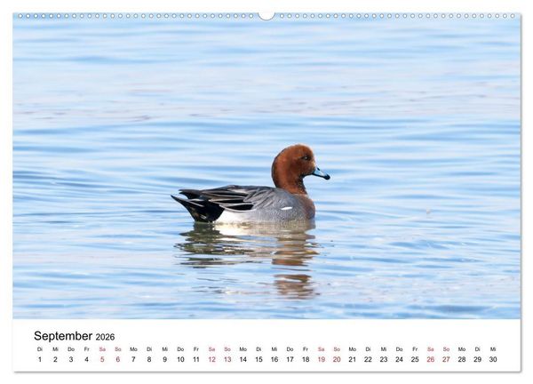 Produktbild: Wasserv&ouml;gel der Ostsee - Impressionen aus der L&uuml;becker Bucht (hochwertiger Premium Wandkalender 2026 DIN A2 quer), Kunstdruck in Hochglanz