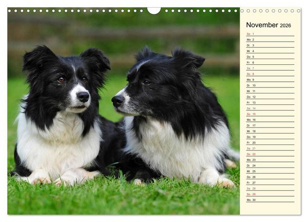 Produktbild: Border Collie 2026 (Wandkalender 2026 DIN A3 quer), CALVENDO Monatskalender