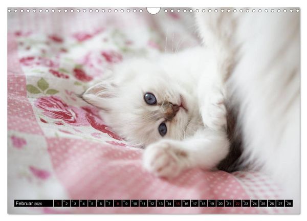 Produktbild: Heilige Birma Katzenkalender (Wandkalender 2026 DIN A3 quer), CALVENDO Monatskalender