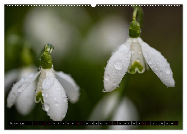 Produktbild: Fr&uuml;hlingsbl&uuml;her - Farbenpracht nach dem Winter (Wandkalender 2026 DIN A2 quer), CALVENDO Monatskalender