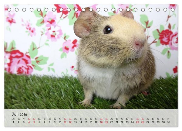 Produktbild: Meerschweinchen 2026 - bezaubernd, hinrei&szlig;end, entz&uuml;ckend (Tischkalender 2026 DIN A5 quer), CALVENDO Monatskalender