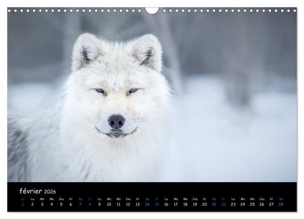 Produktbild: J'ai vu le loup (Calendrier mural 2026 DIN A3 vertical), CALVENDO calendrier mensuel