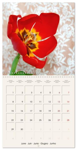 Produktbild: Tulipes &eacute;l&eacute;gantes (Calendrier mural carr&eacute; 2026 30x30 cm) Calendrier double avec une page pour vos prises de notes