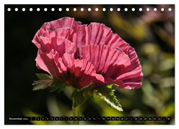 Produktbild: MOHNBL&Uuml;TEN (Tischkalender 2026 DIN A5 quer), CALVENDO Monatskalender