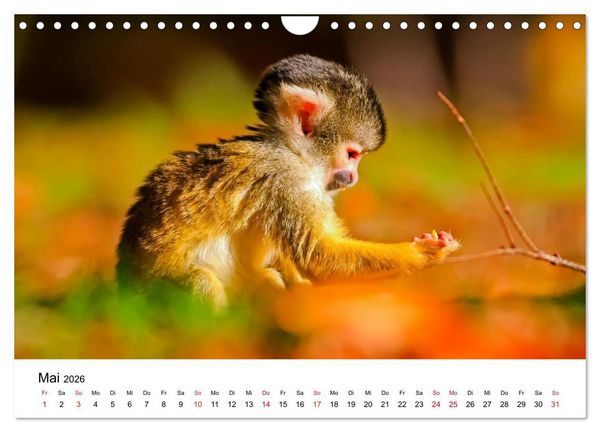 Produktbild: Totenkopfaffen (Wandkalender 2026 DIN A4 quer), CALVENDO Monatskalender