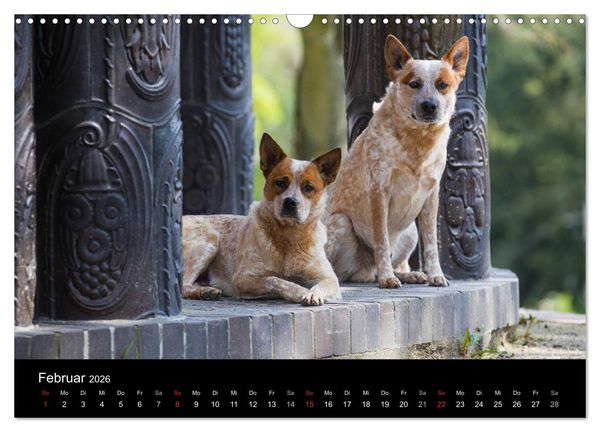 Produktbild: Australian Cattle Dogs zwischen Kunst und Kultur (Wandkalender 2026 DIN A3 quer), CALVENDO Monatskalender