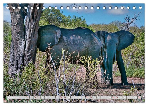 Produktbild: Namibia &ndash; Die Tierwelt vom Caprivi bis Etosha (Tischkalender 2026 DIN A5 quer), CALVENDO Monatskalender