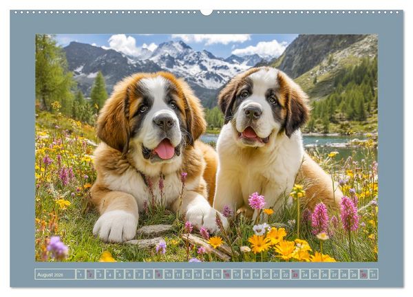 Produktbild: K&ouml;nigliche Bernhardiner. Die sanften Riesen der Alpen (hochwertiger Premium Wandkalender 2026 DIN A2 quer), Kunstdruck in Hochglanz