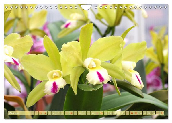 Produktbild: Orchid - A Flower Wonder (Wall Calendar 2026 DIN A4 landscape), CALVENDO 12 Month Wall Calendar