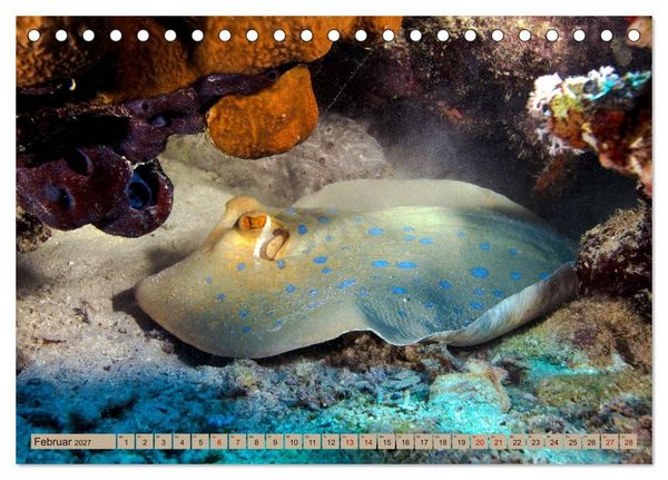 Produktbild: Farbenfrohes Meer (Tischkalender 2027 DIN A5 quer), CALVENDO Monatskalender