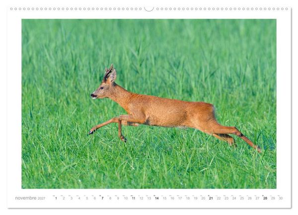 Produktbild: Un an avec des chevreuils (Calendrier mural haut de gamme 2027 DIN A2 vertical), CALVENDO calendrier mensuel