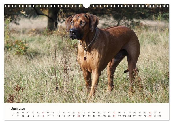 Produktbild: Rhodesian Ridgeback Sch&ouml;nheit aus Afrika (Wandkalender 2026 DIN A3 quer), CALVENDO Monatskalender