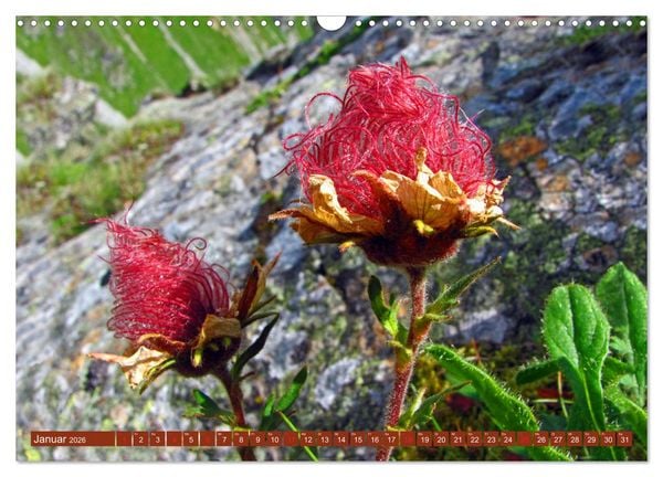 Produktbild: Meine sch&ouml;nsten Alpenblumen (Wandkalender 2026 DIN A3 quer), CALVENDO Monatskalender