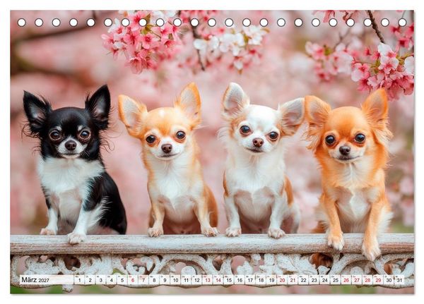 Produktbild: Niedliche Chihuahuas (Tischkalender 2027 DIN A5 quer), CALVENDO Monatskalender