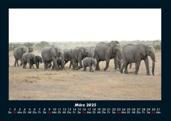 Produktbild: Elefanten - Die sanften Riesen Afrikas 2025 Fotokalender DIN A4