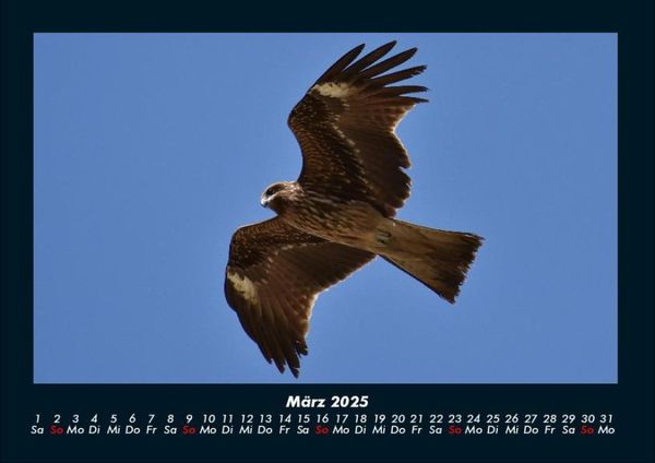 Produktbild: Vogelparadies 2025 Fotokalender DIN A4