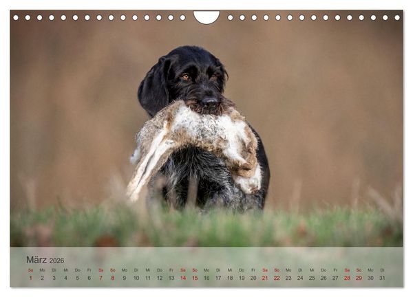Produktbild: Treue Jagdgef&auml;hrten - Der Deutsch Drahthaar (Wandkalender 2026 DIN A4 quer), CALVENDO Monatskalender