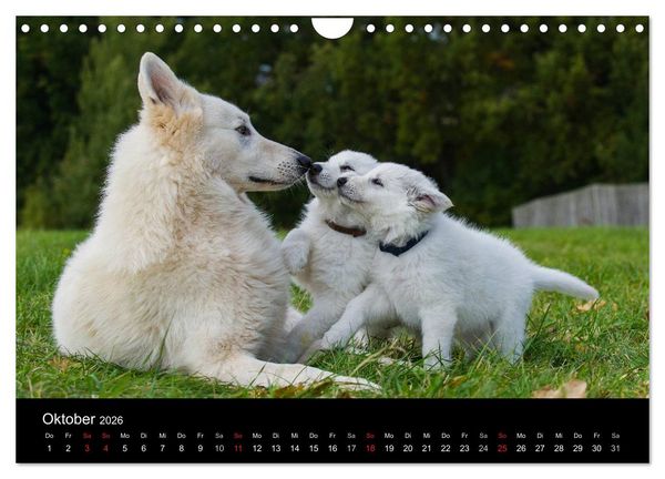 Produktbild: Wei&szlig;er Schweizer Sch&auml;ferhund - Ein Tag im Leben einer Hundefamilie (Wandkalender 2026 DIN A4 quer), CALVENDO Monatskalender