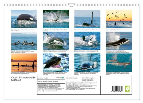 Produktbild: Orcas: Schwarz-wei&szlig;e Giganten (Wandkalender 2026 DIN A3 quer), CALVENDO Monatskalender