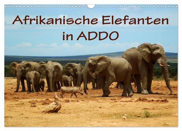 Afrikanische Elefanten in ADDO (Wandkalender 2026 DIN A3 quer), CALVENDO Monatskalender