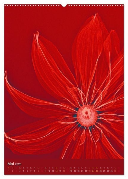 Produktbild: Durchleuchtete Blumenwelt 2026 (Wandkalender 2026 DIN A2 hoch), CALVENDO Monatskalender