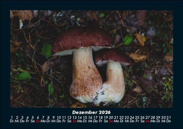 Produktbild: Pilzkalender 2026 Fotokalender DIN A5