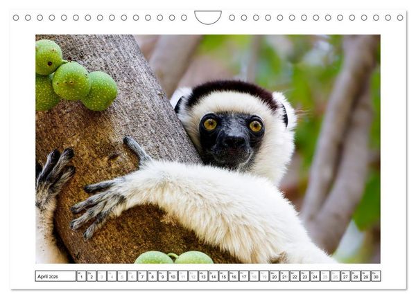 Produktbild: Tierisch tolles Madagaskar - Cham&auml;leons, Lemuren und mehr (Wandkalender 2026 DIN A4 quer), CALVENDO Monatskalender