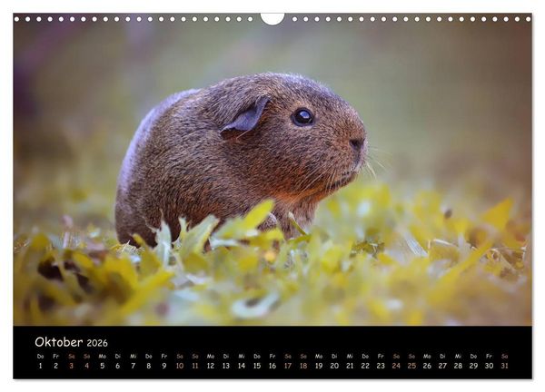 Produktbild: Meerschweinchen - Kleine s&uuml;&szlig;e Fellnasen (Wandkalender 2026 DIN A3 quer), CALVENDO Monatskalender