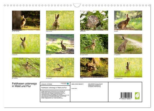 Produktbild: Feldhasen unterwegs in Wald und Flur (Wandkalender 2026 DIN A3 quer), CALVENDO Monatskalender