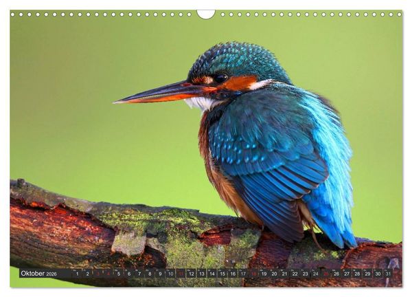 Produktbild: Der Eisvogel (Wandkalender 2026 DIN A3 quer), CALVENDO Monatskalender
