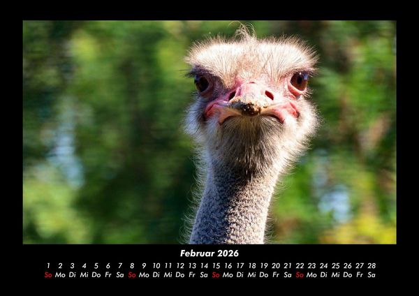 Produktbild: Welt der V&ouml;gel 2026 Fotokalender DIN A3