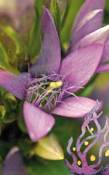 Produktbild: Die Bachbl&uuml;ten Karten