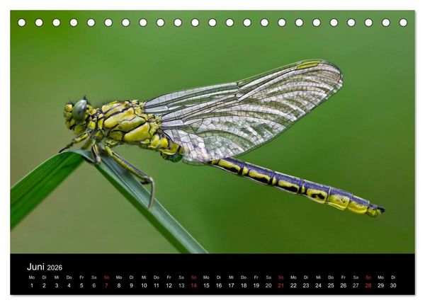 Produktbild: Libellen im Ried (Tischkalender 2026 DIN A5 quer), CALVENDO Monatskalender