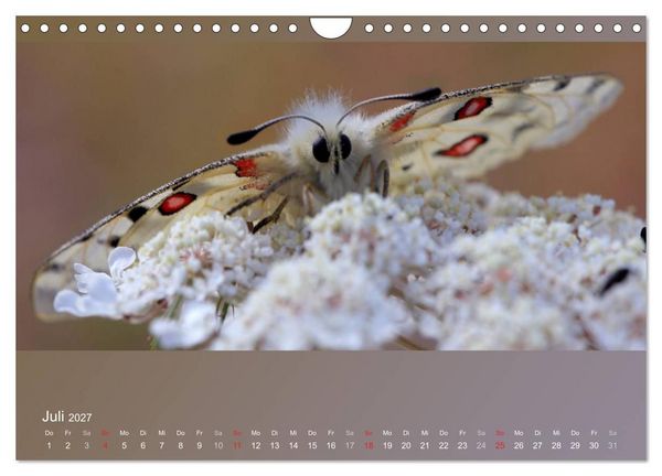 Produktbild: Falter, K&auml;fer und Co.faszinierend, doch extrem gef&auml;hrdet (Wandkalender 2027 DIN A4 quer), CALVENDO Monatskalender