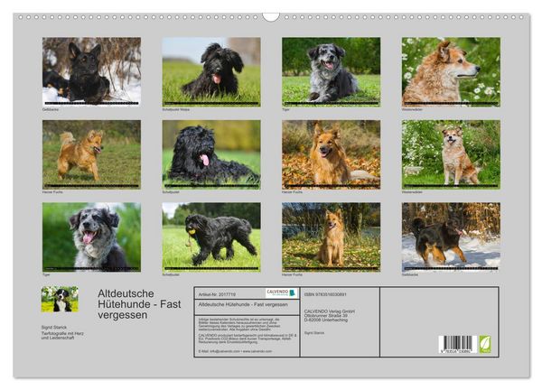 Produktbild: Altdeutsche H&uuml;tehunde - Fast vergessen (Wandkalender 2026 DIN A2 quer), CALVENDO Monatskalender