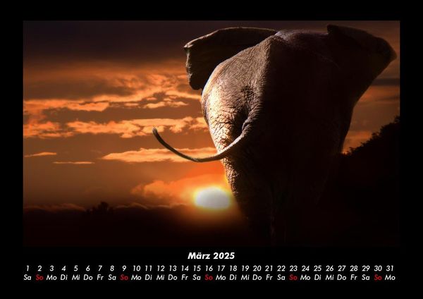 Produktbild: Der Elefantenkalender 2025 Fotokalender DIN A3